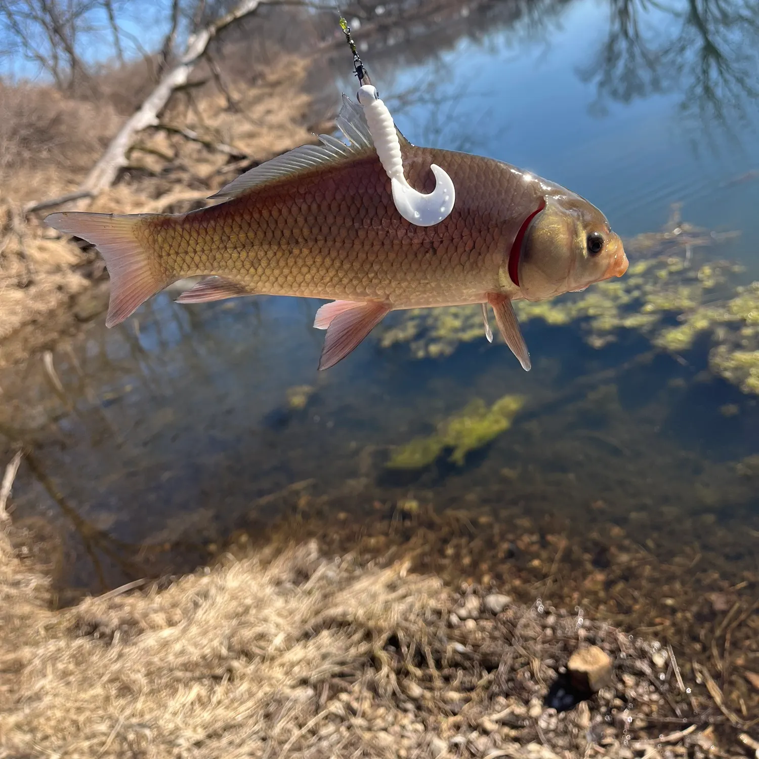 The most recent Bigmouth buffalo catches on Fishbrain