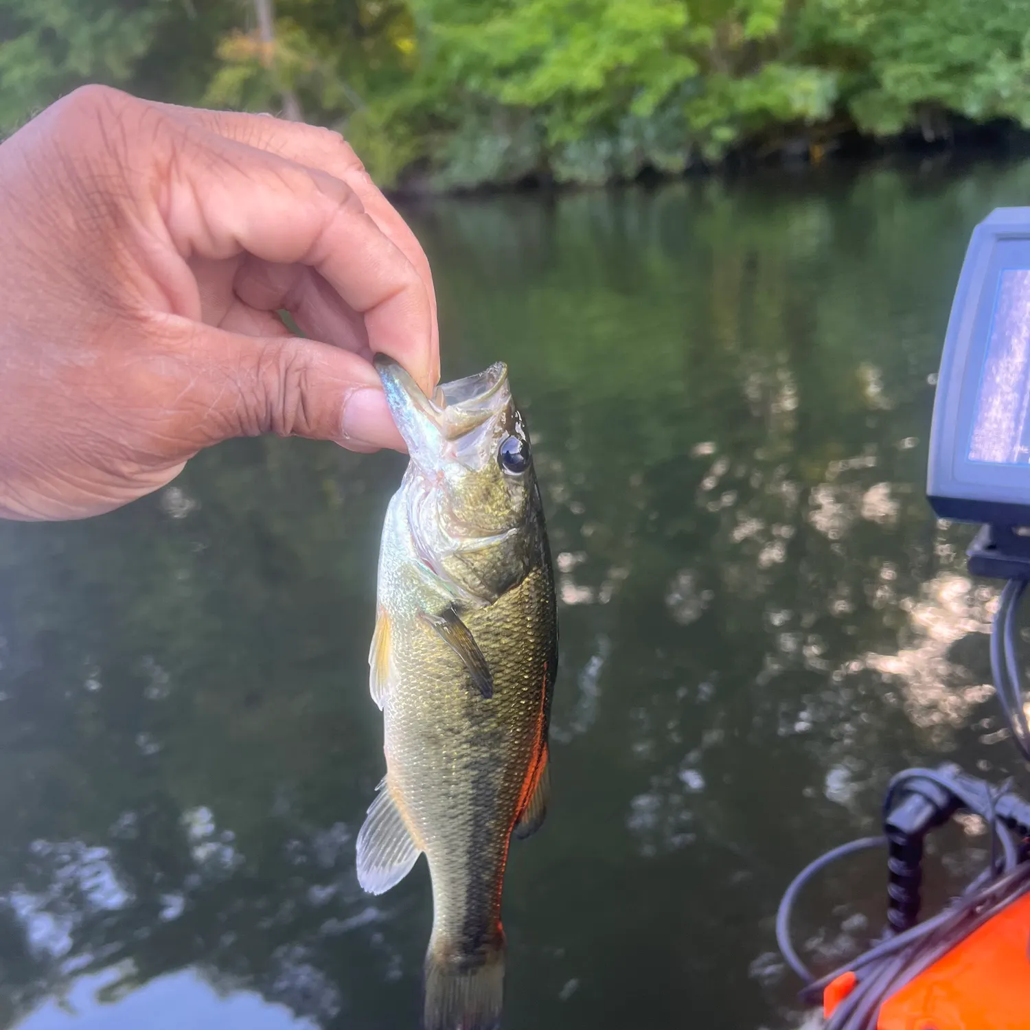 Largemouth bass caught on Fishbrain