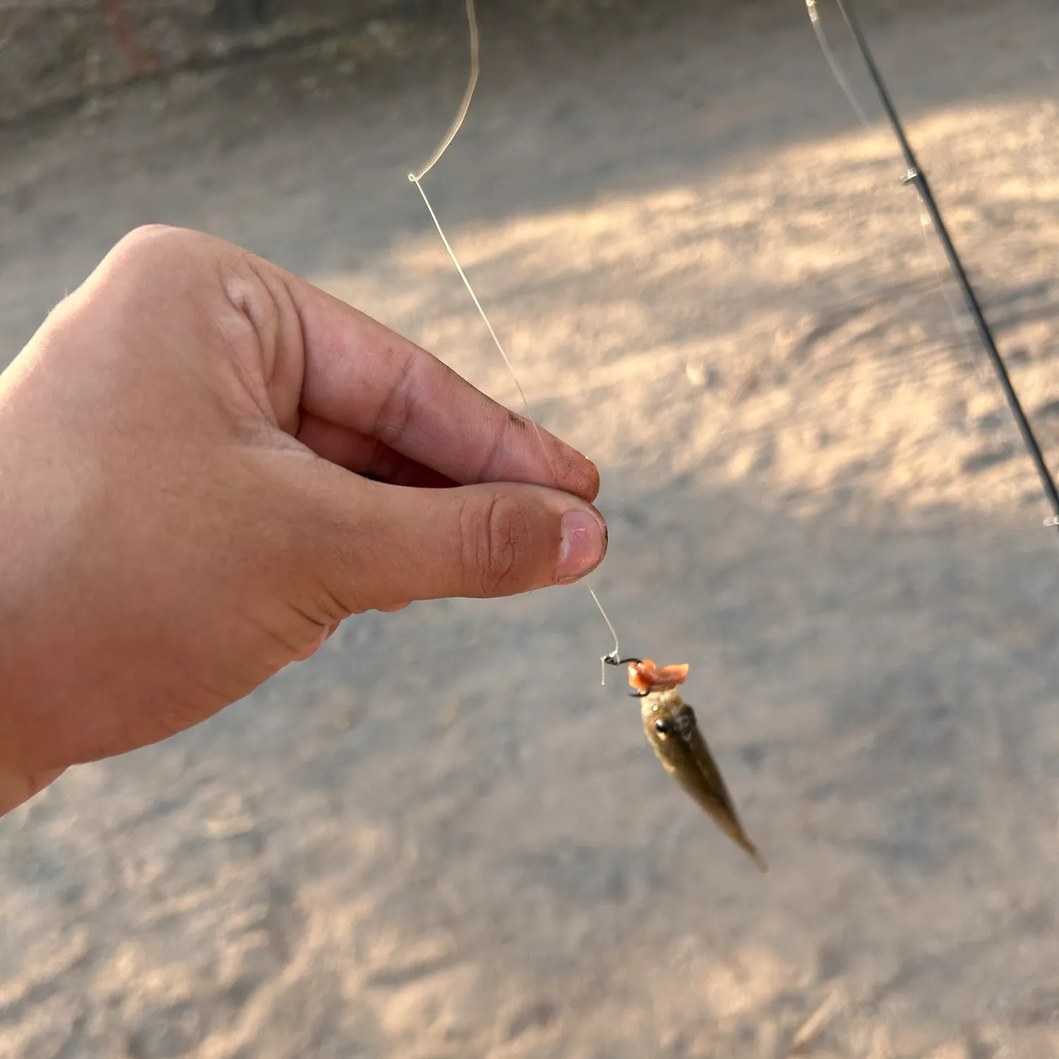 Bluegill caught on Fishbrain