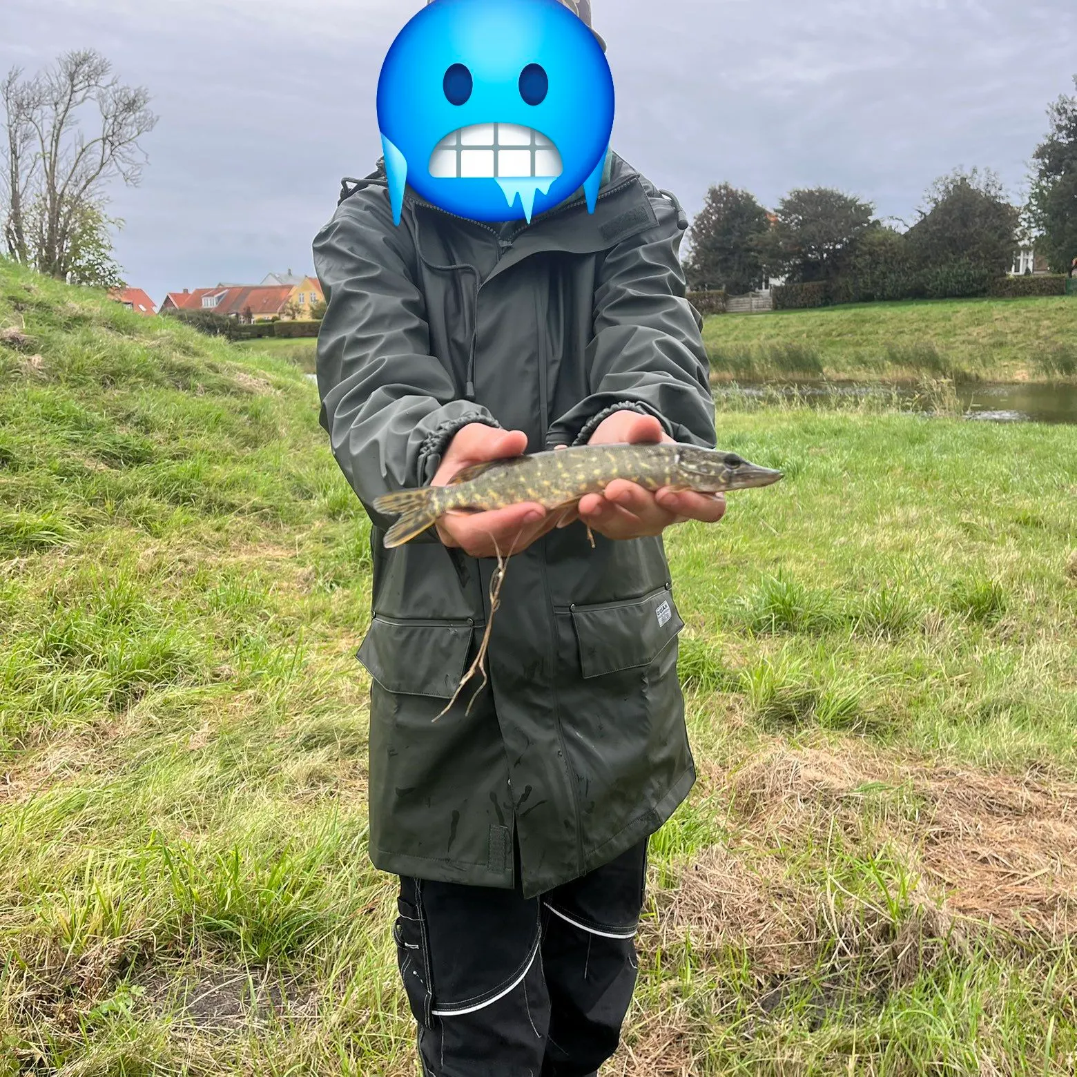 Northern pike caught on Fishbrain