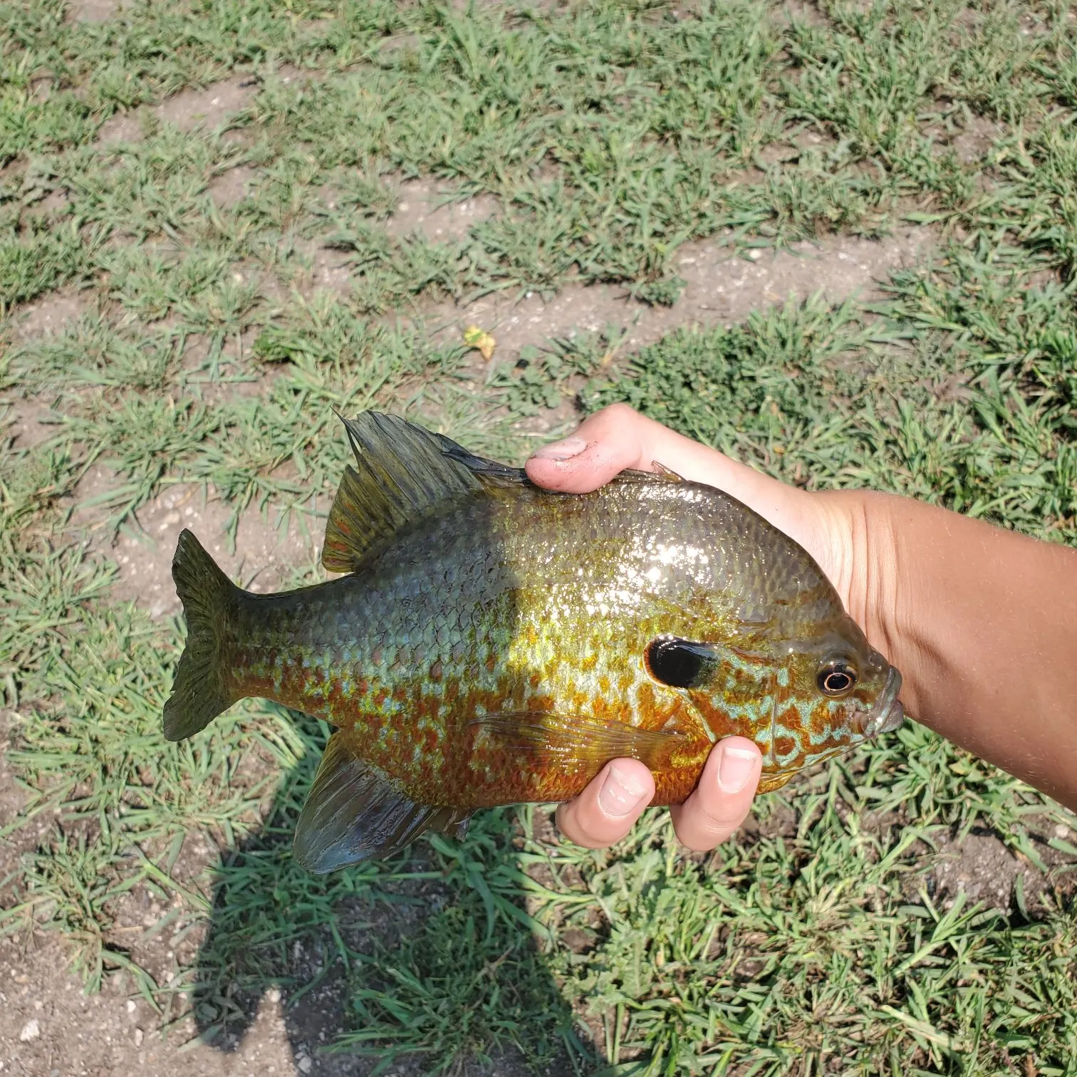 The most recent Pumpkinseed x green sunfish catches on Fishbrain