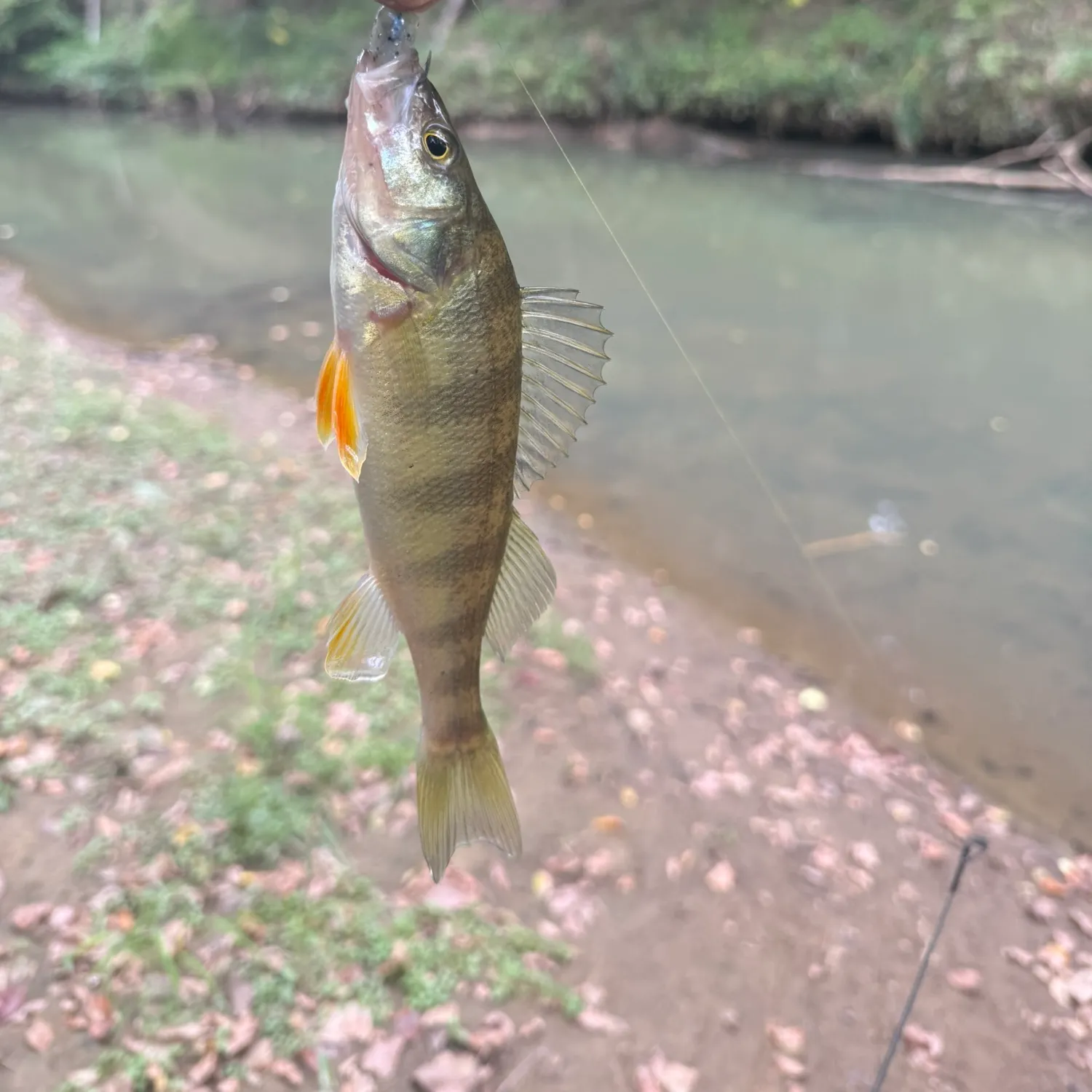 Yellow perch caught on Fishbrain