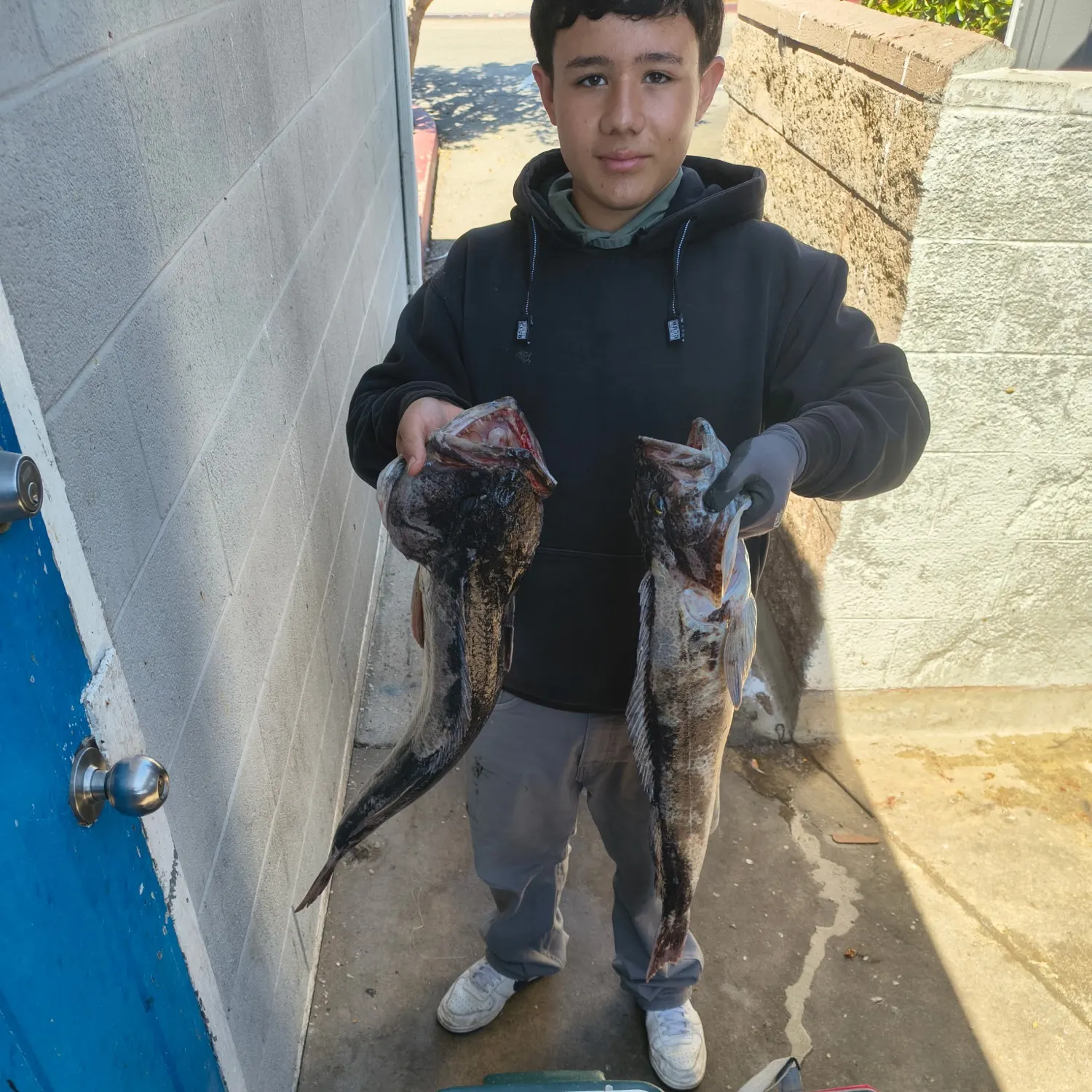 Lingcod caught on Fishbrain