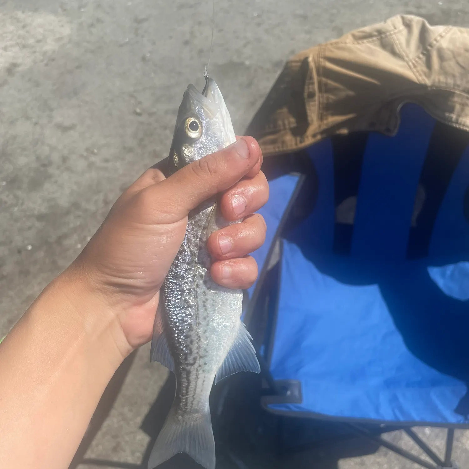 Striped bass caught on Fishbrain