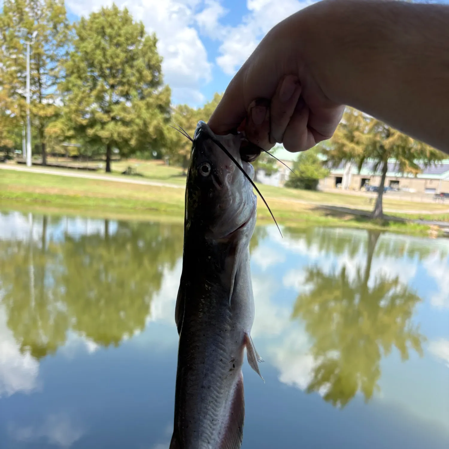Channel catfish caught on Fishbrain