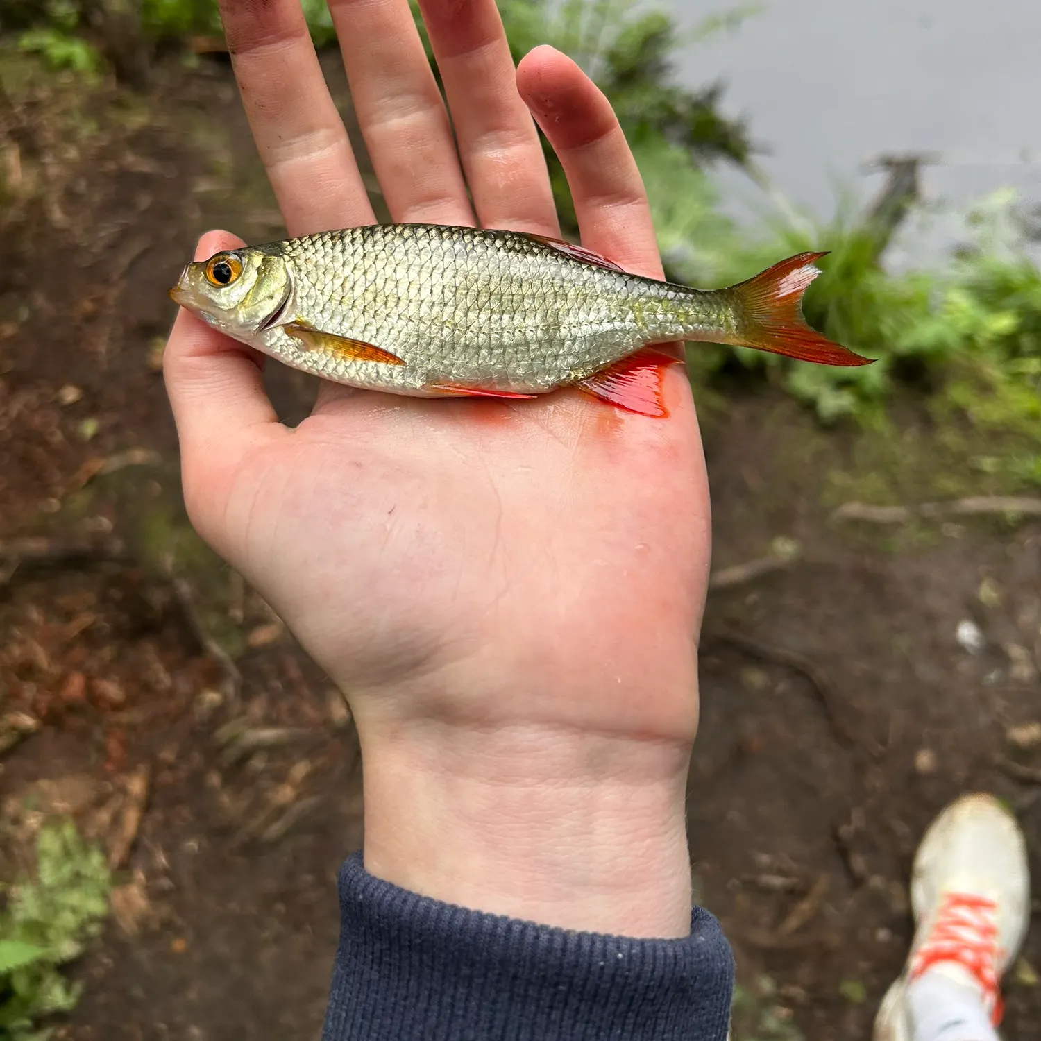 Common rudd caught on Fishbrain