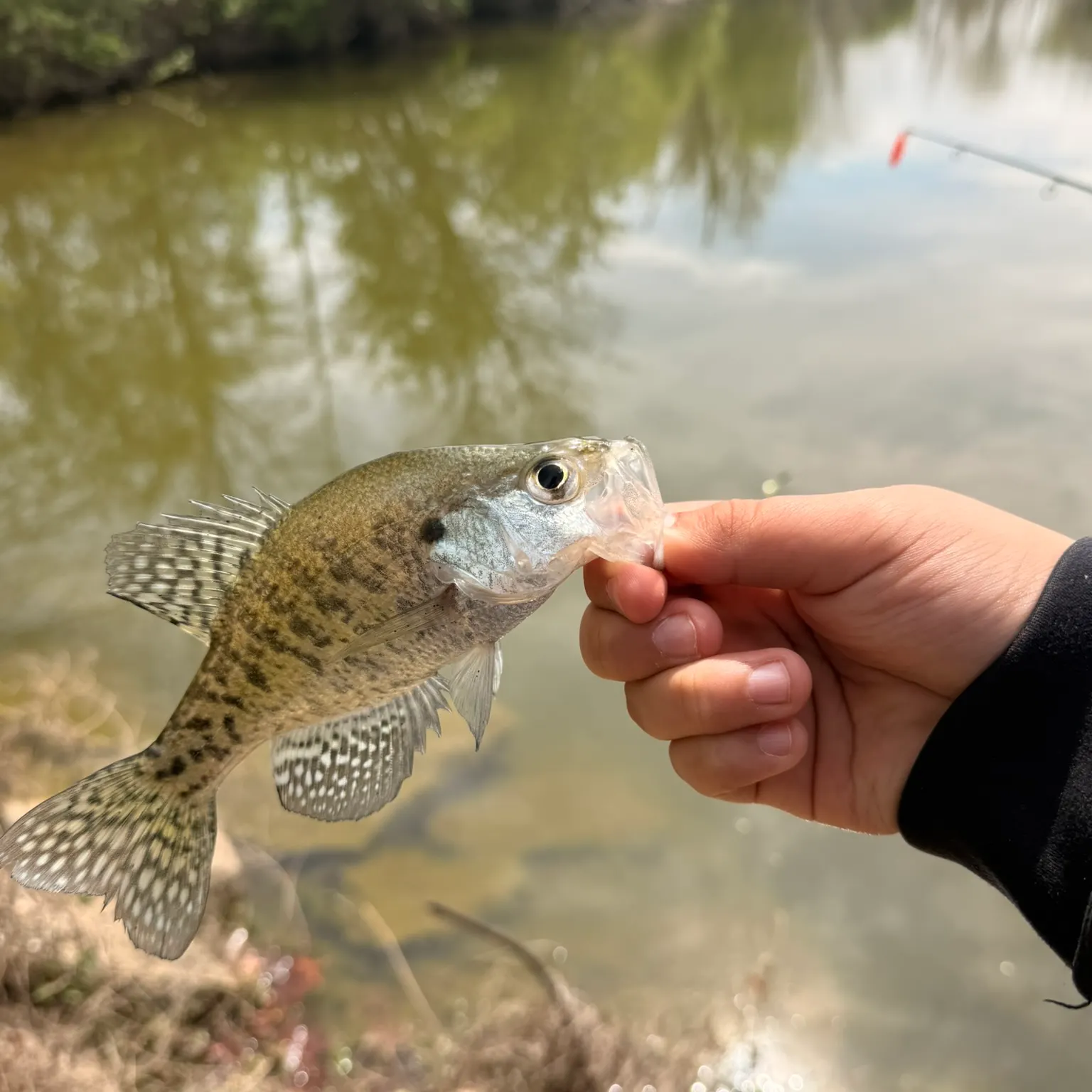 The most recent White crappie catches on Fishbrain