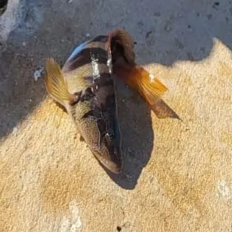 The most recent Zebra fish catches on Fishbrain
