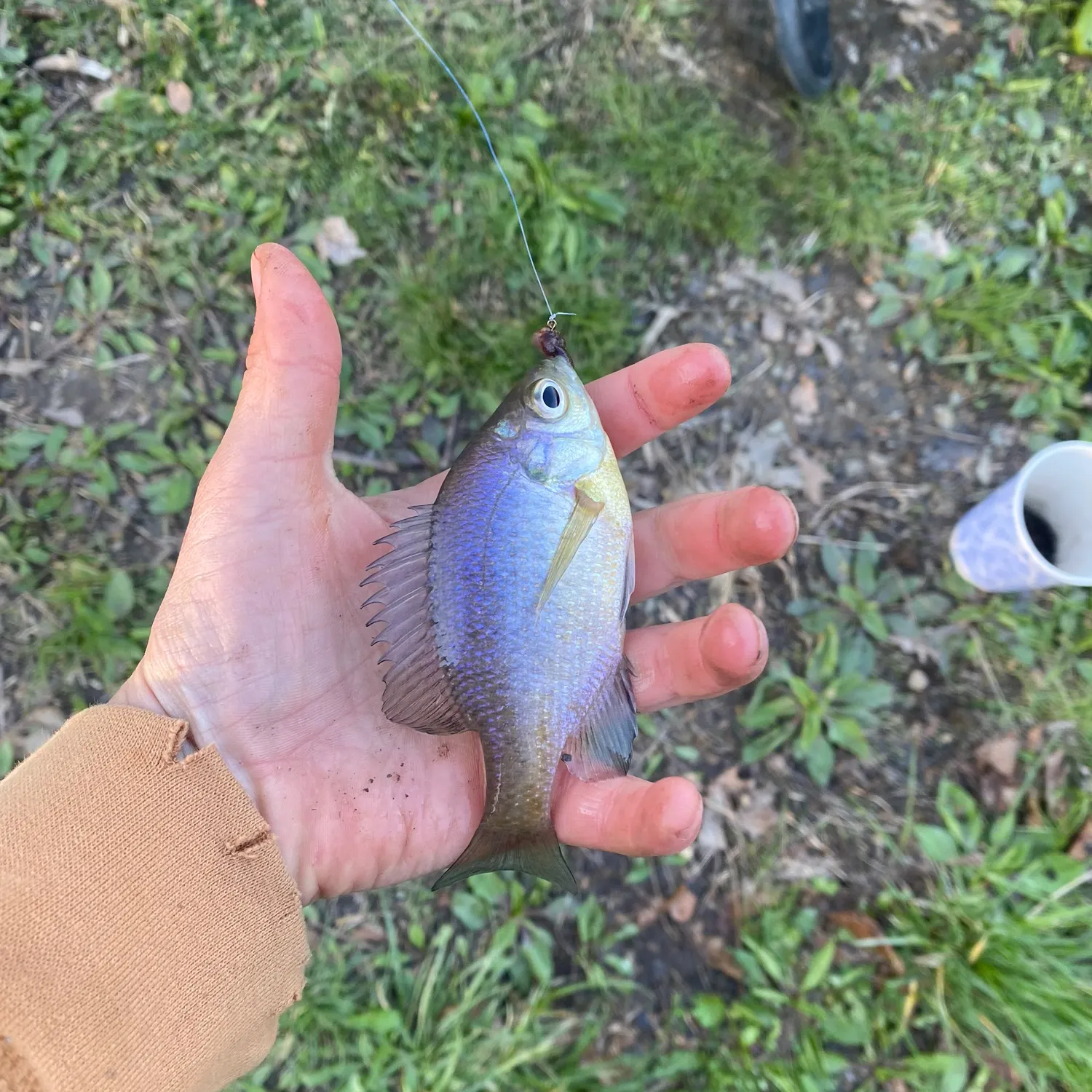 The most recent Great white shark catches on Fishbrain