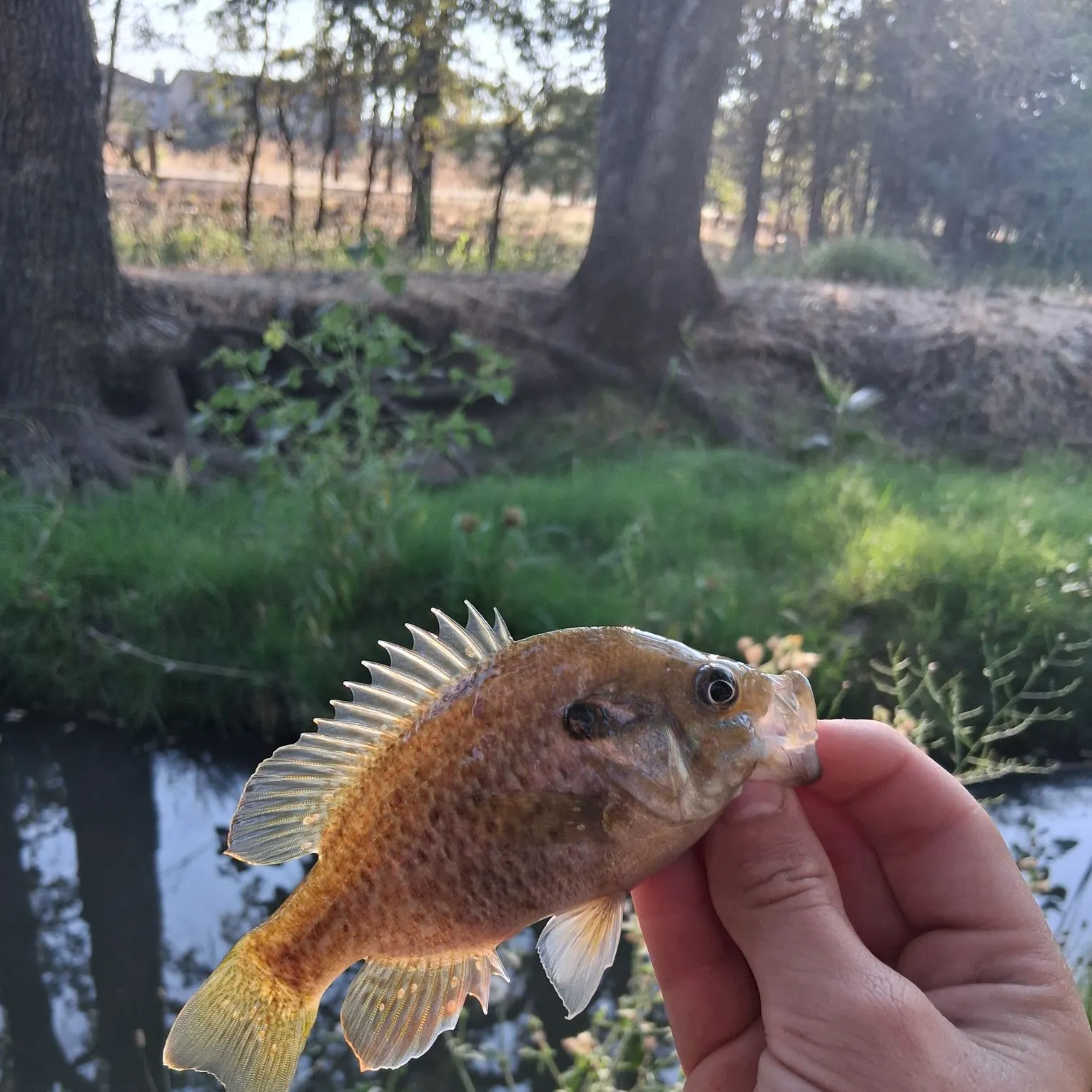 Greengill hybrid caught on Fishbrain