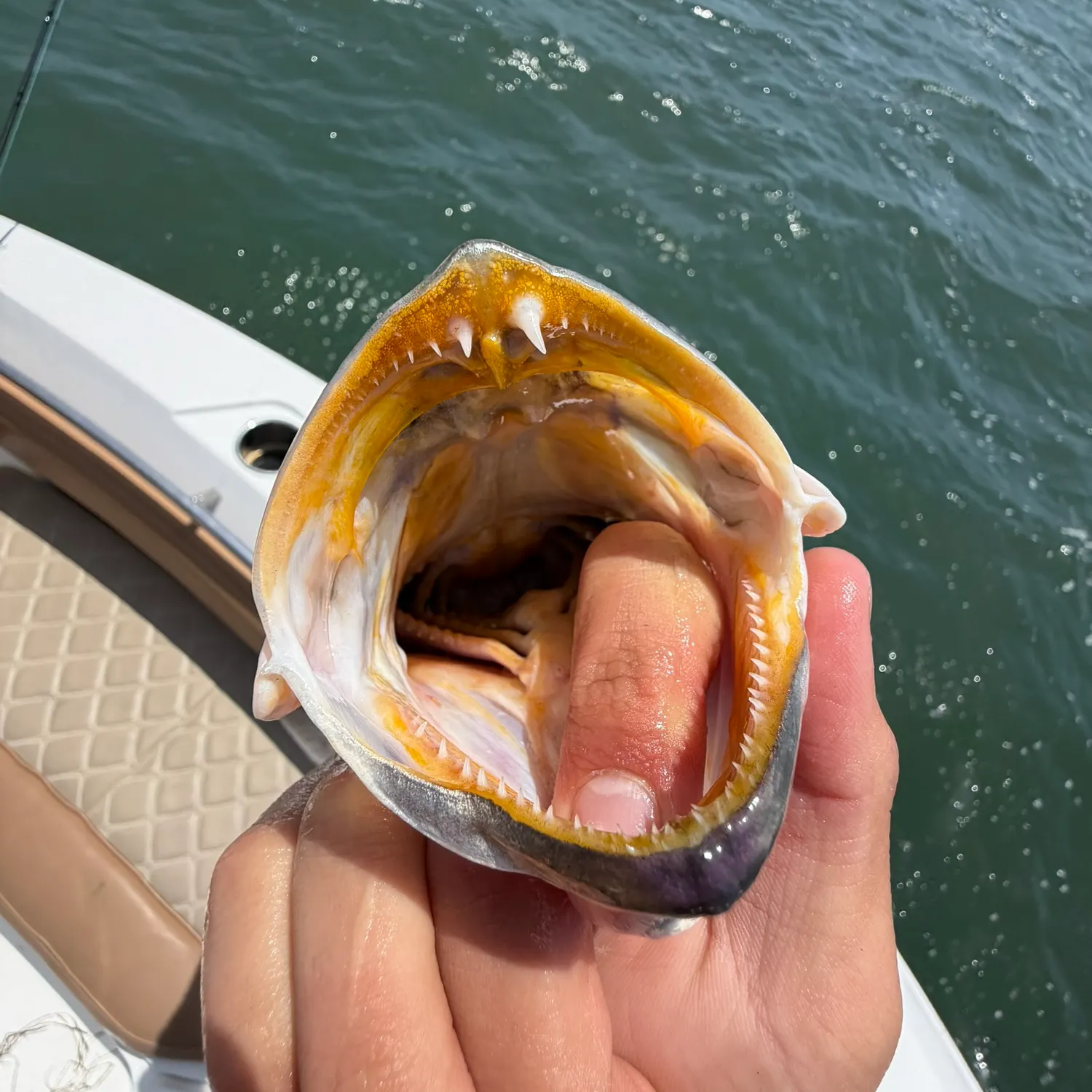 The most recent Orangemouth weakfish catches on Fishbrain
