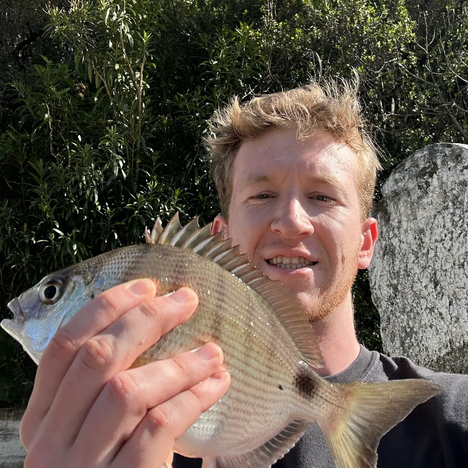 The most recent White seabream catches on Fishbrain