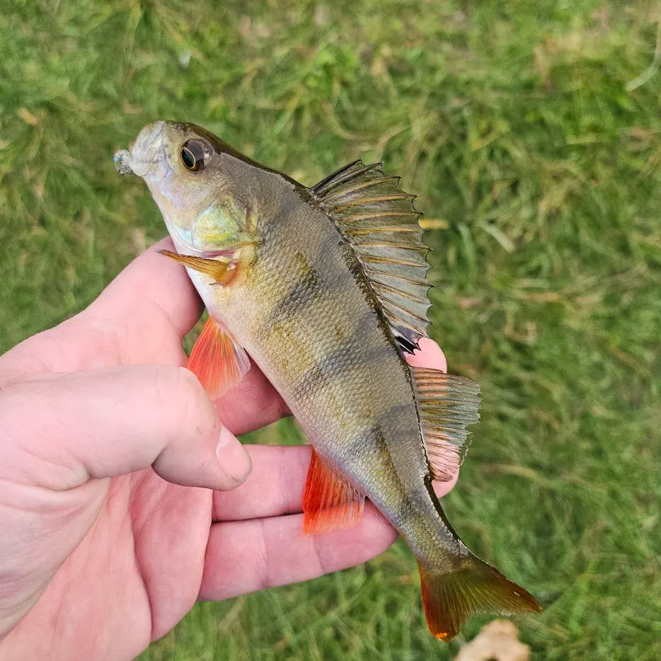 European perch caught on Fishbrain
