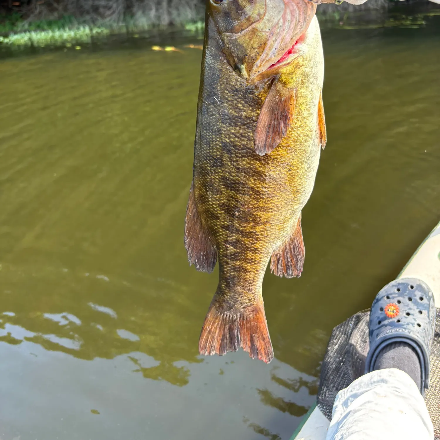Smallmouth bass caught on Fishbrain