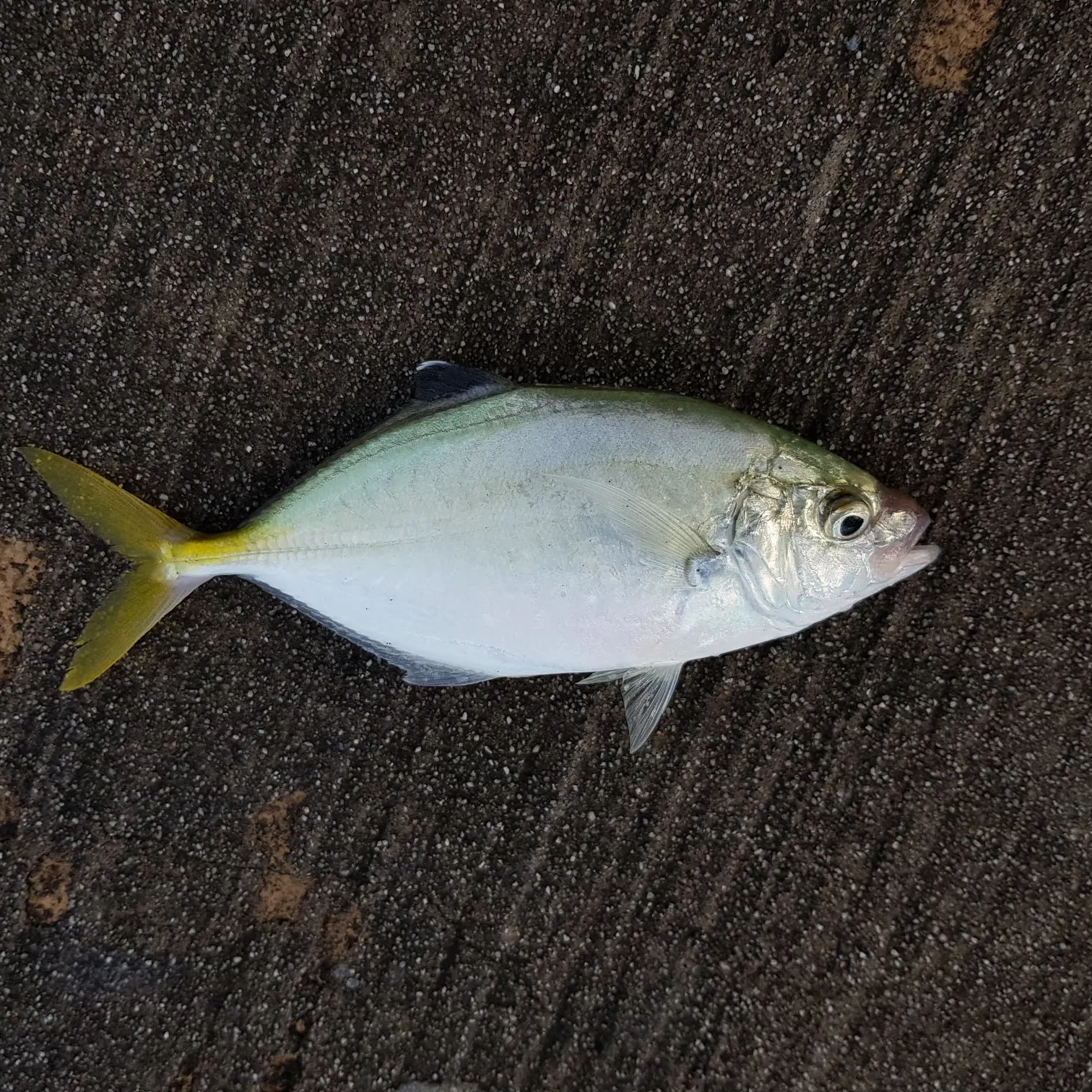 The most recent Brownback trevally catches on Fishbrain