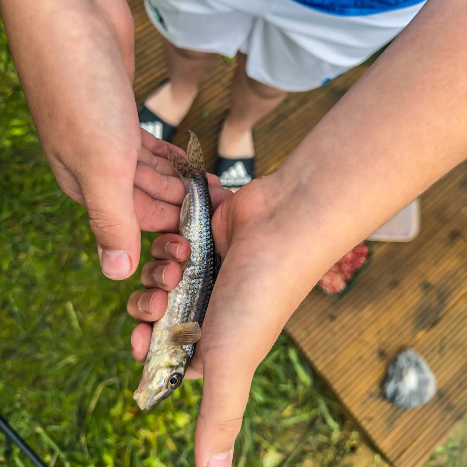 The most recent Gudgeon catches on Fishbrain