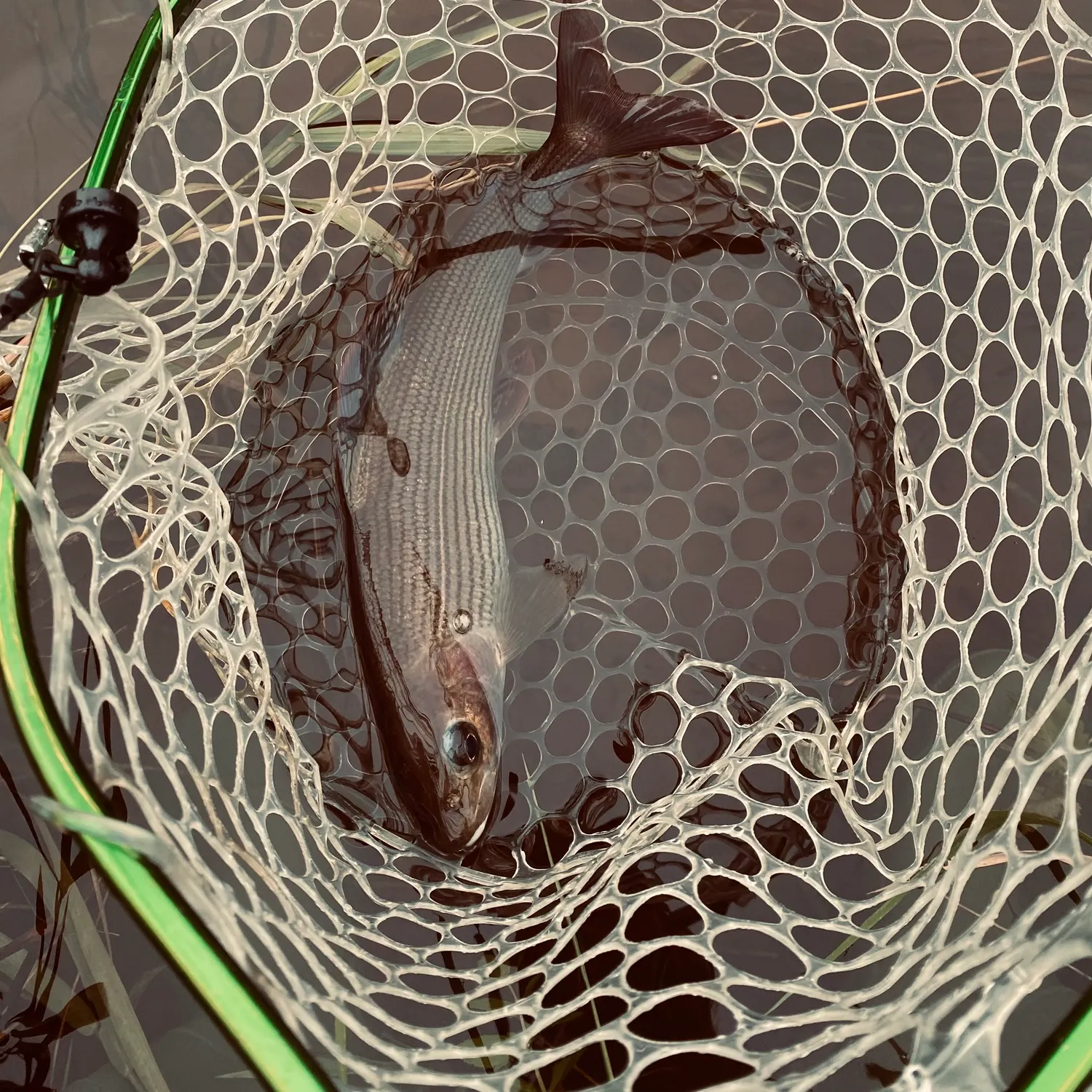European grayling caught on Fishbrain