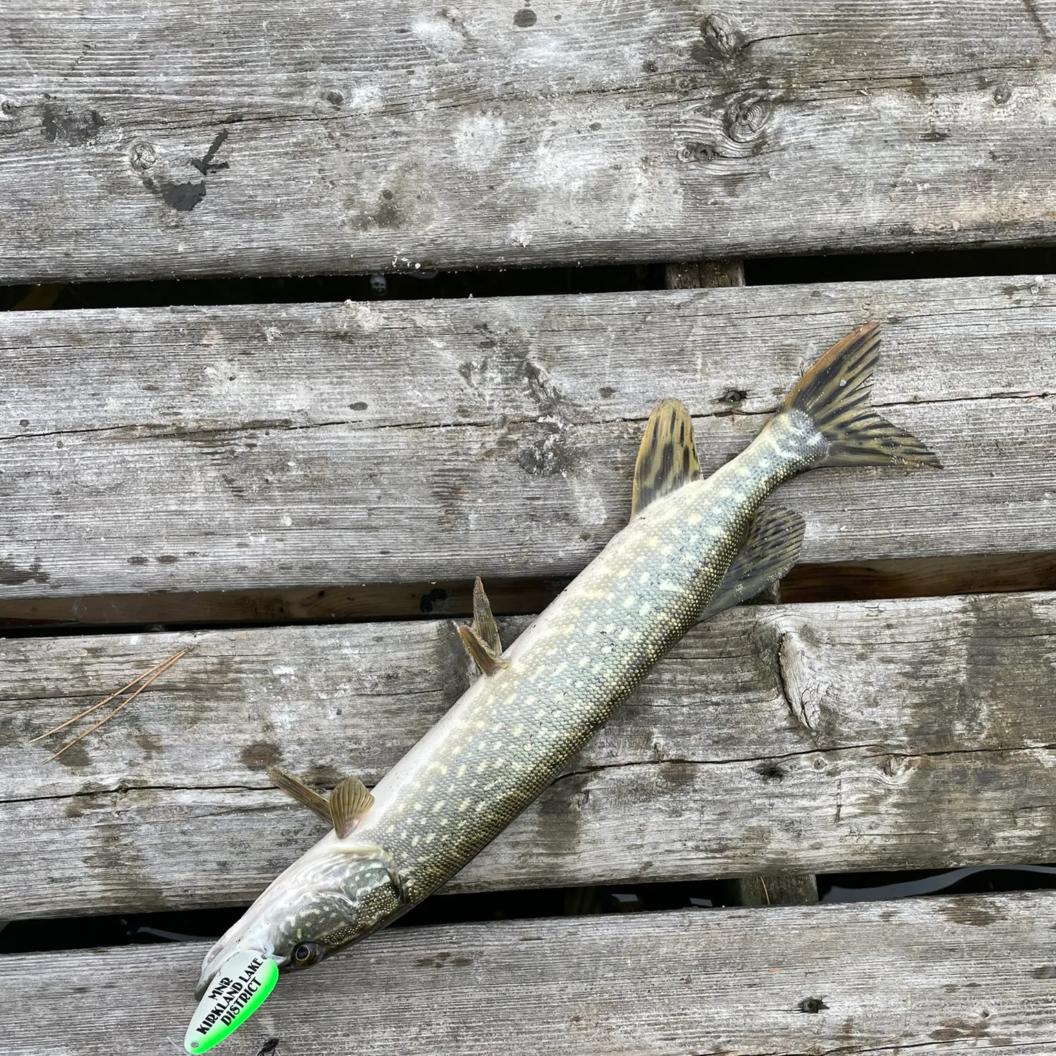 recently logged catches