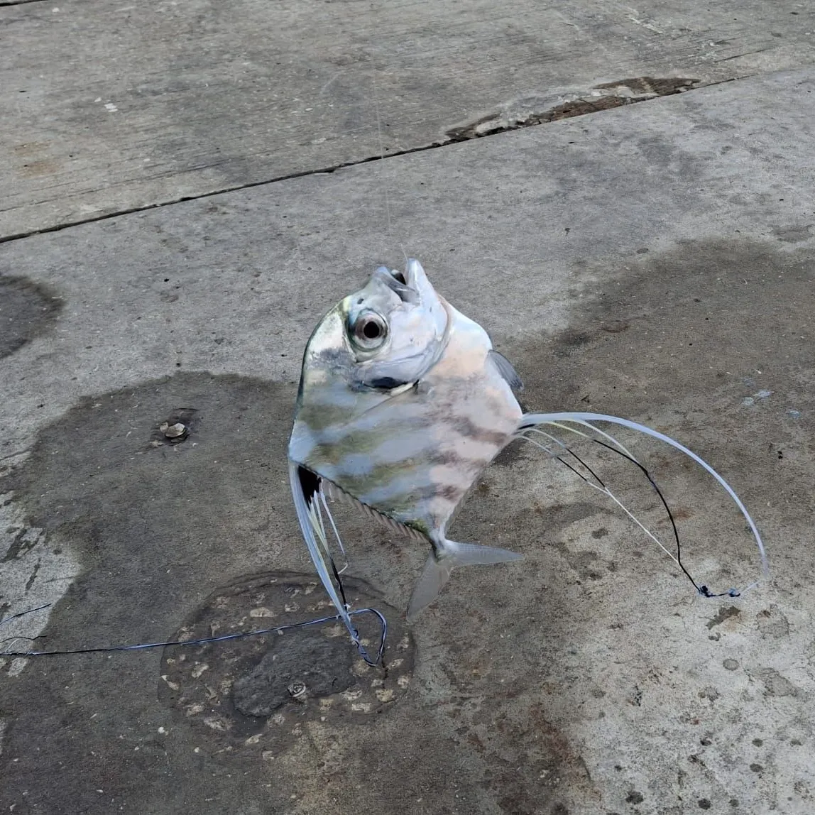 The most recent African pompano catches on Fishbrain