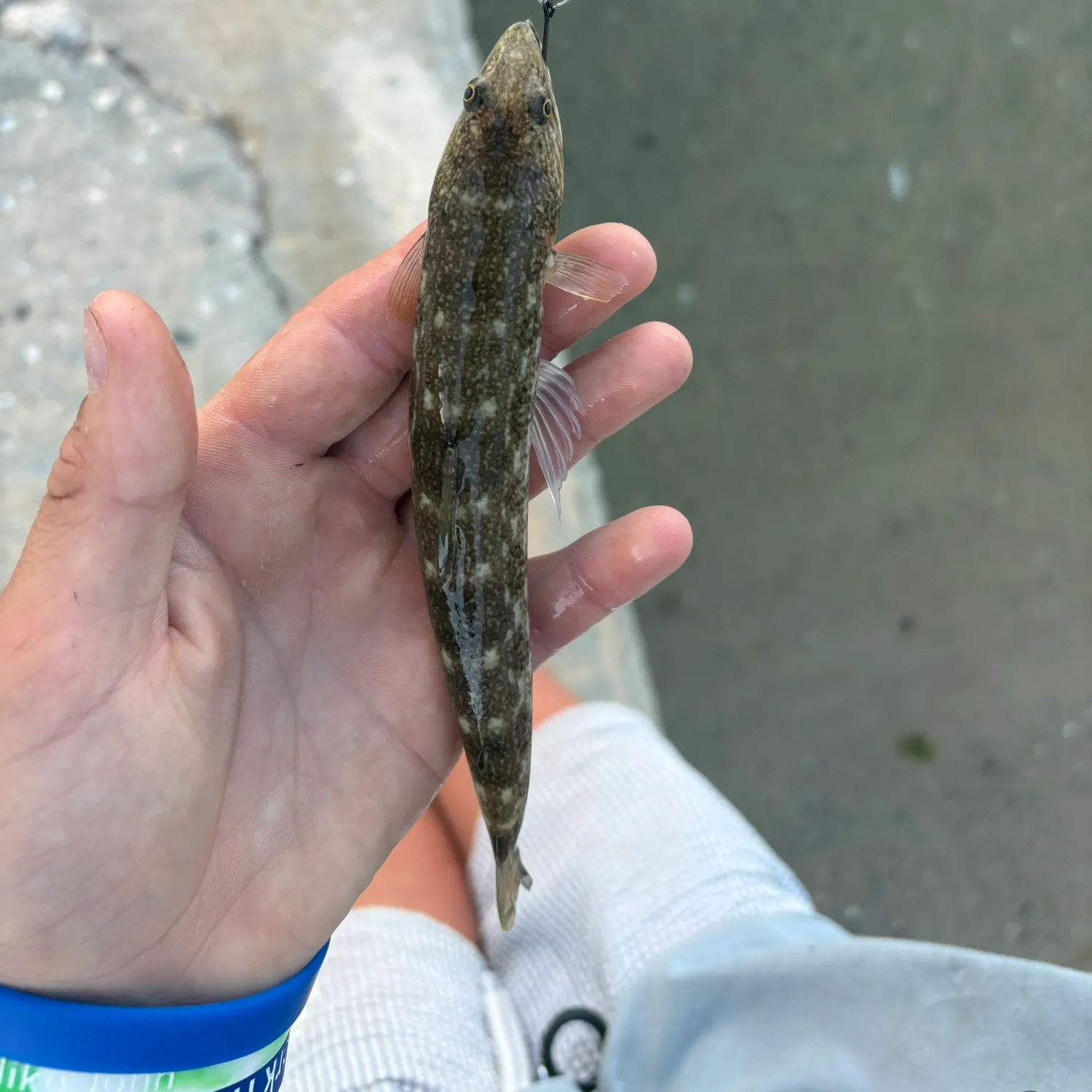 Inshore lizardfish caught on Fishbrain