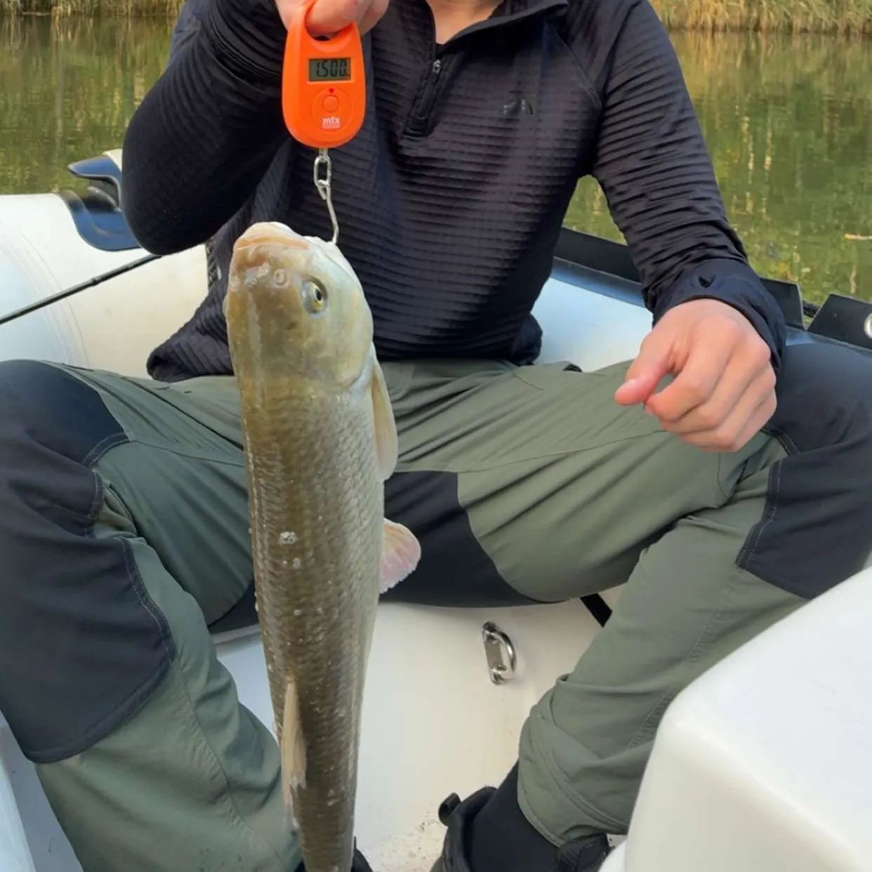 Ide caught on Fishbrain