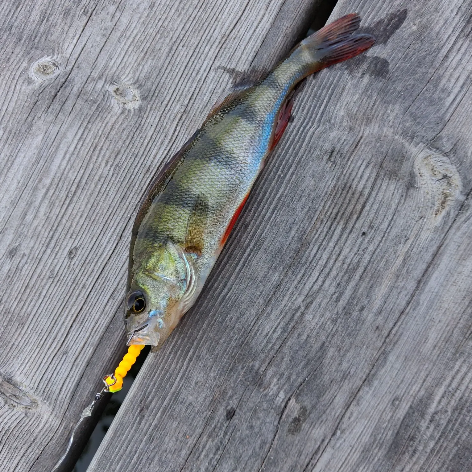 European perch caught on Fishbrain