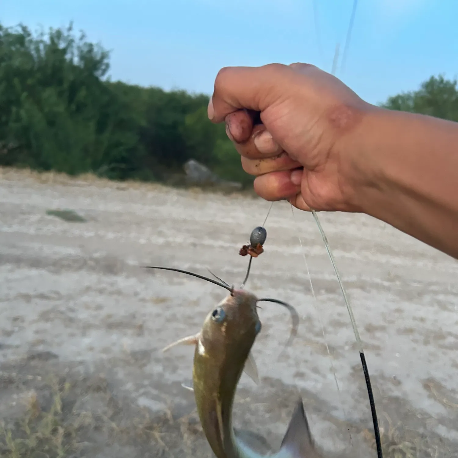 Channel catfish caught on Fishbrain