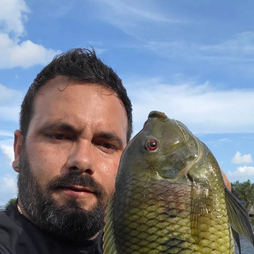 The most recent Spotted tilapia catches on Fishbrain