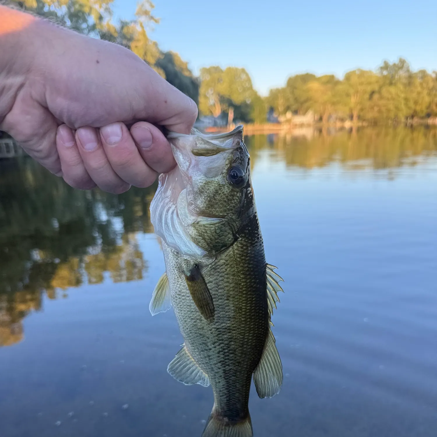 Largemouth bass caught on Fishbrain