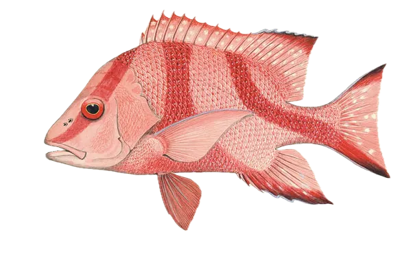 Emperor red snapper