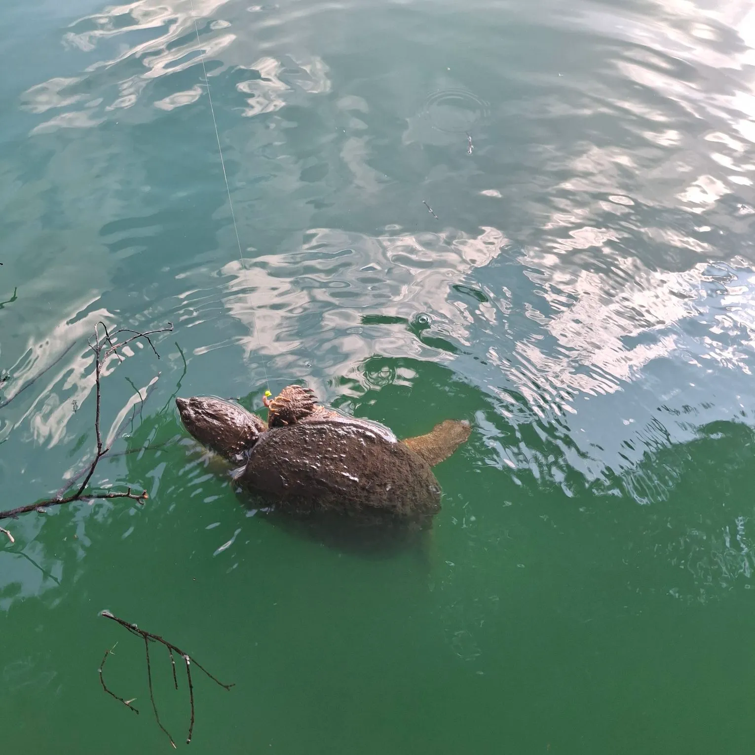 Common snapping turtle caught on Fishbrain