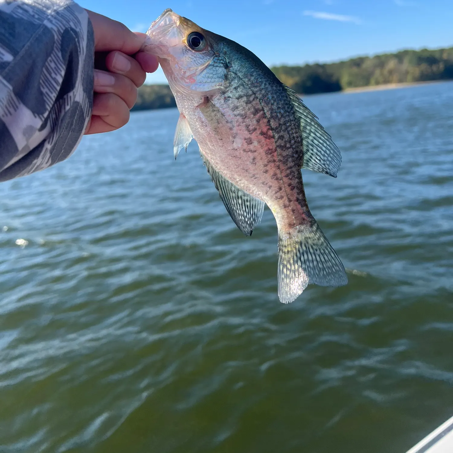 Black crappie caught on Fishbrain