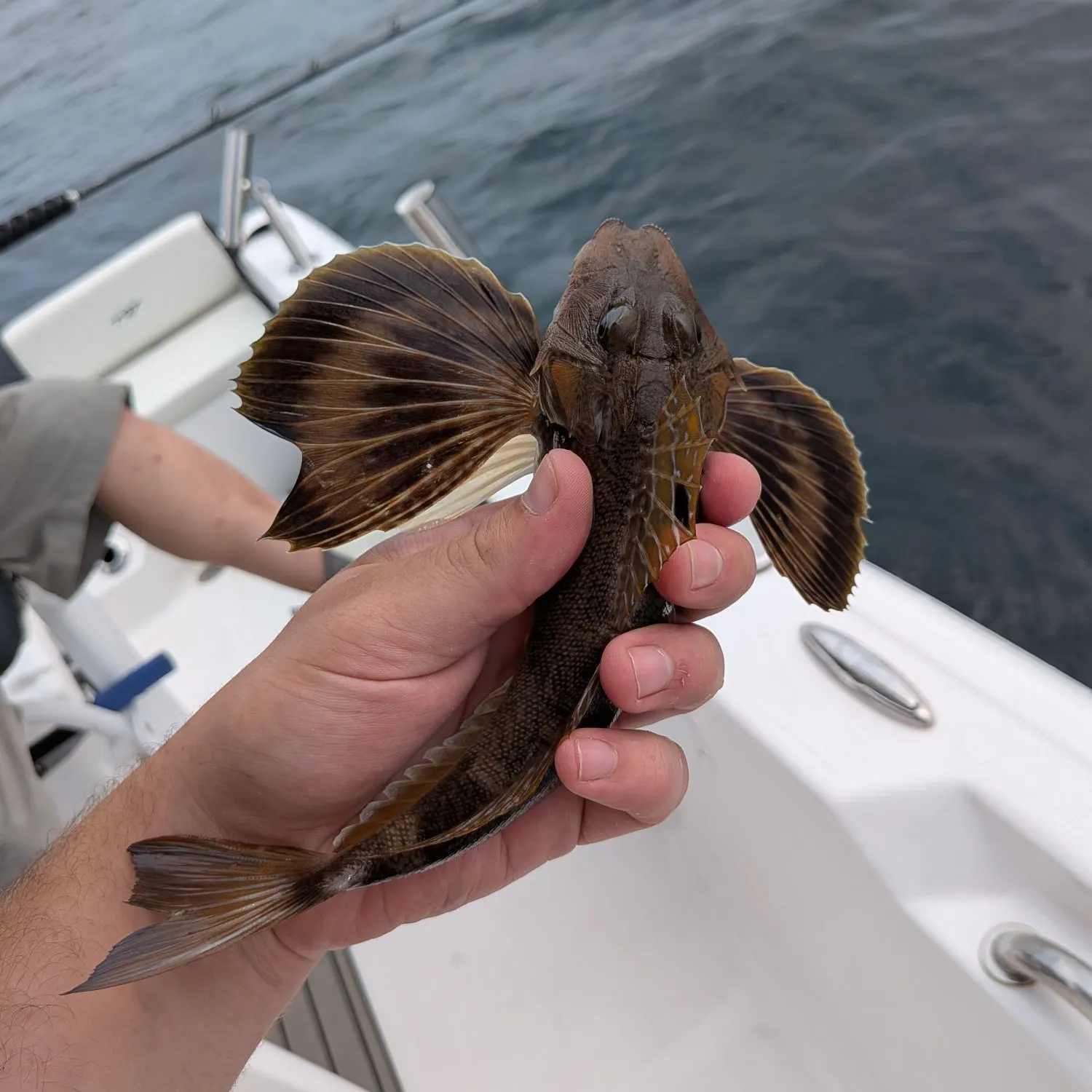 The most recent Northern searobin catches on Fishbrain