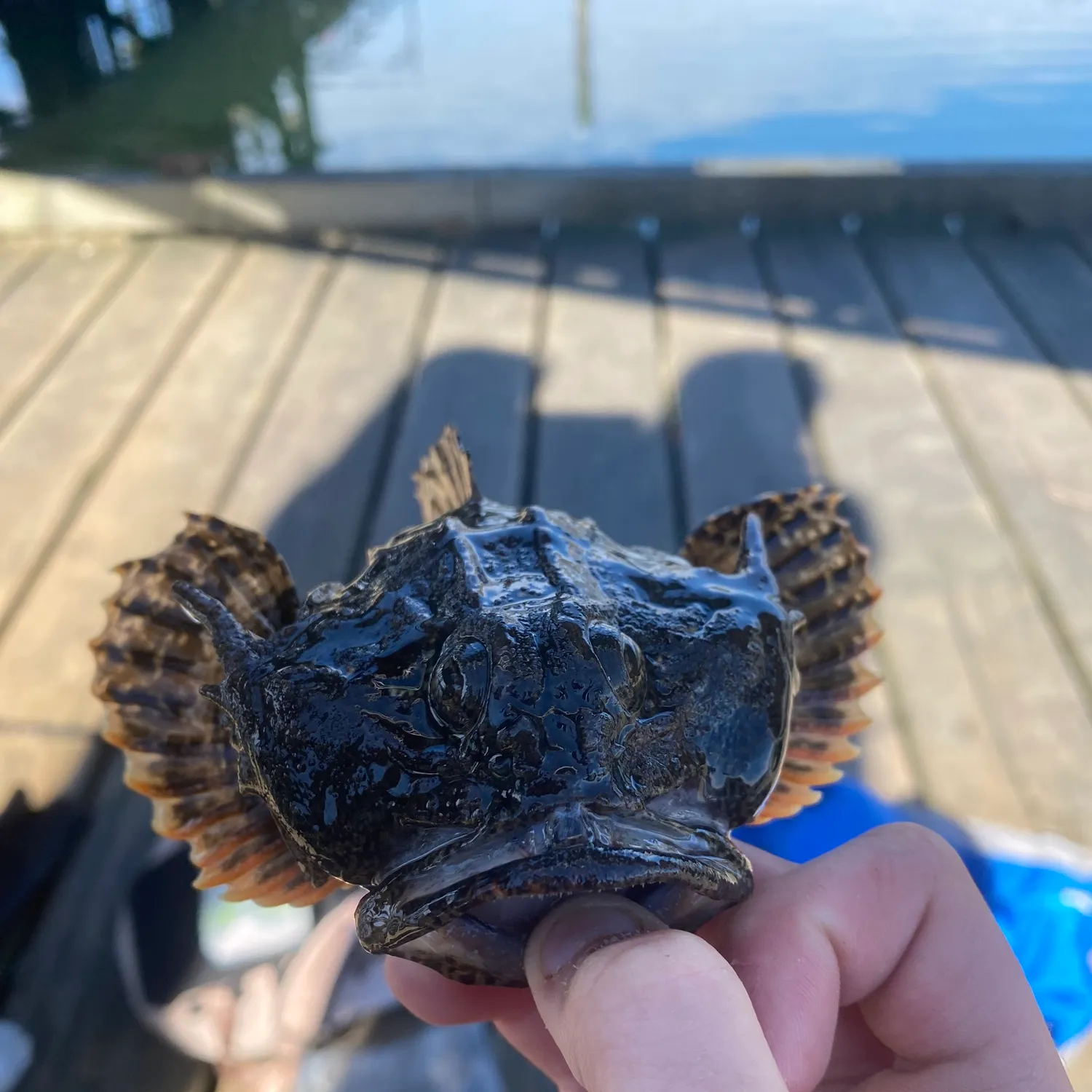 The most recent Buffalo sculpin catches on Fishbrain