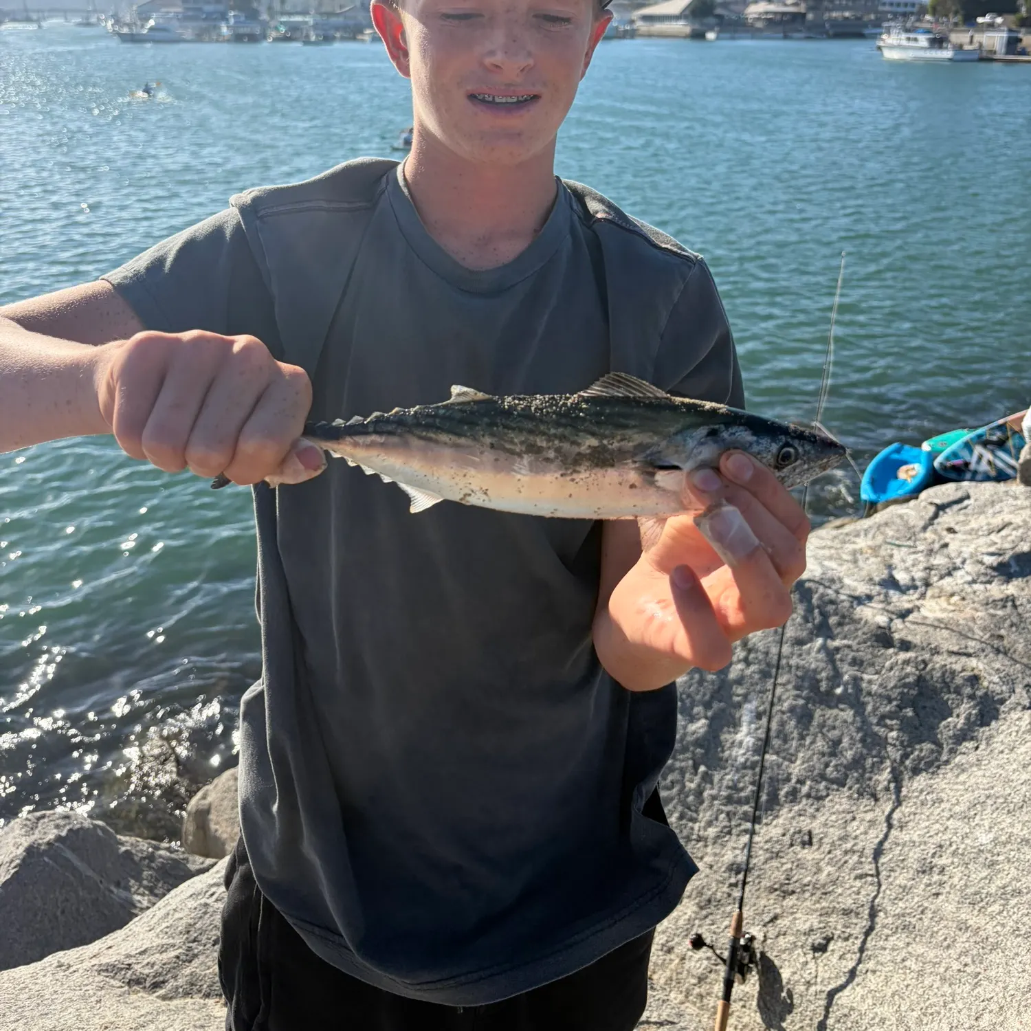 The most recent Striped bonito catches on Fishbrain