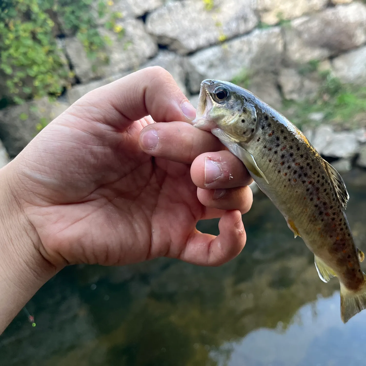Brown trout caught on Fishbrain