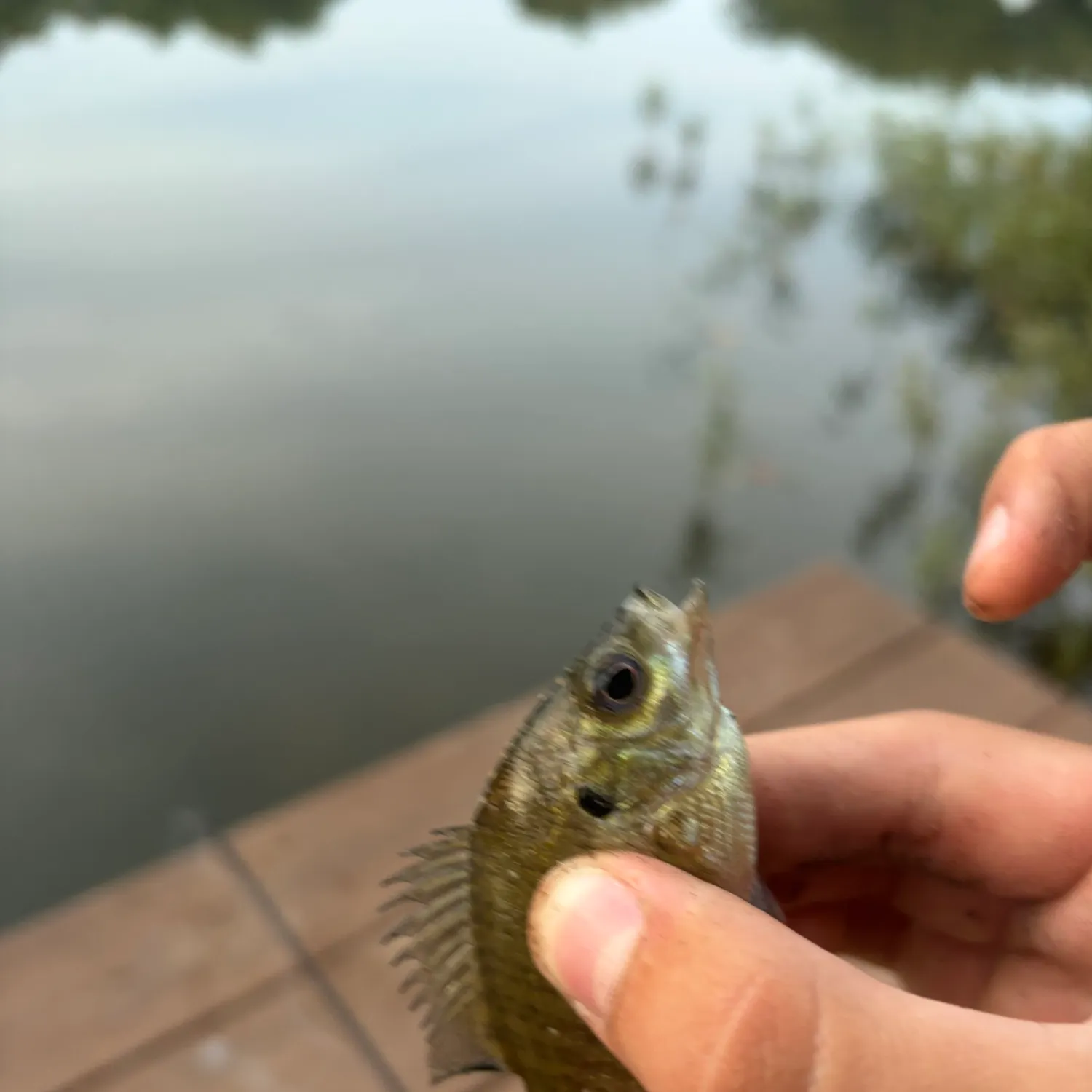 The most recent Pumpkinseed catches on Fishbrain