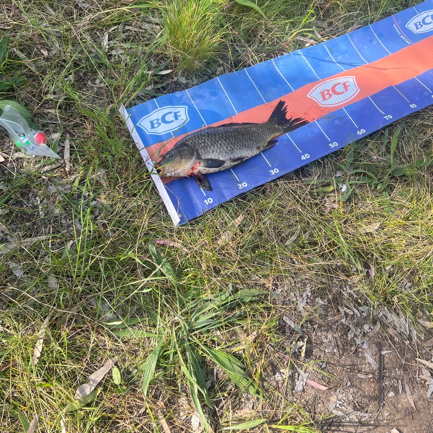 Common carp caught on Fishbrain