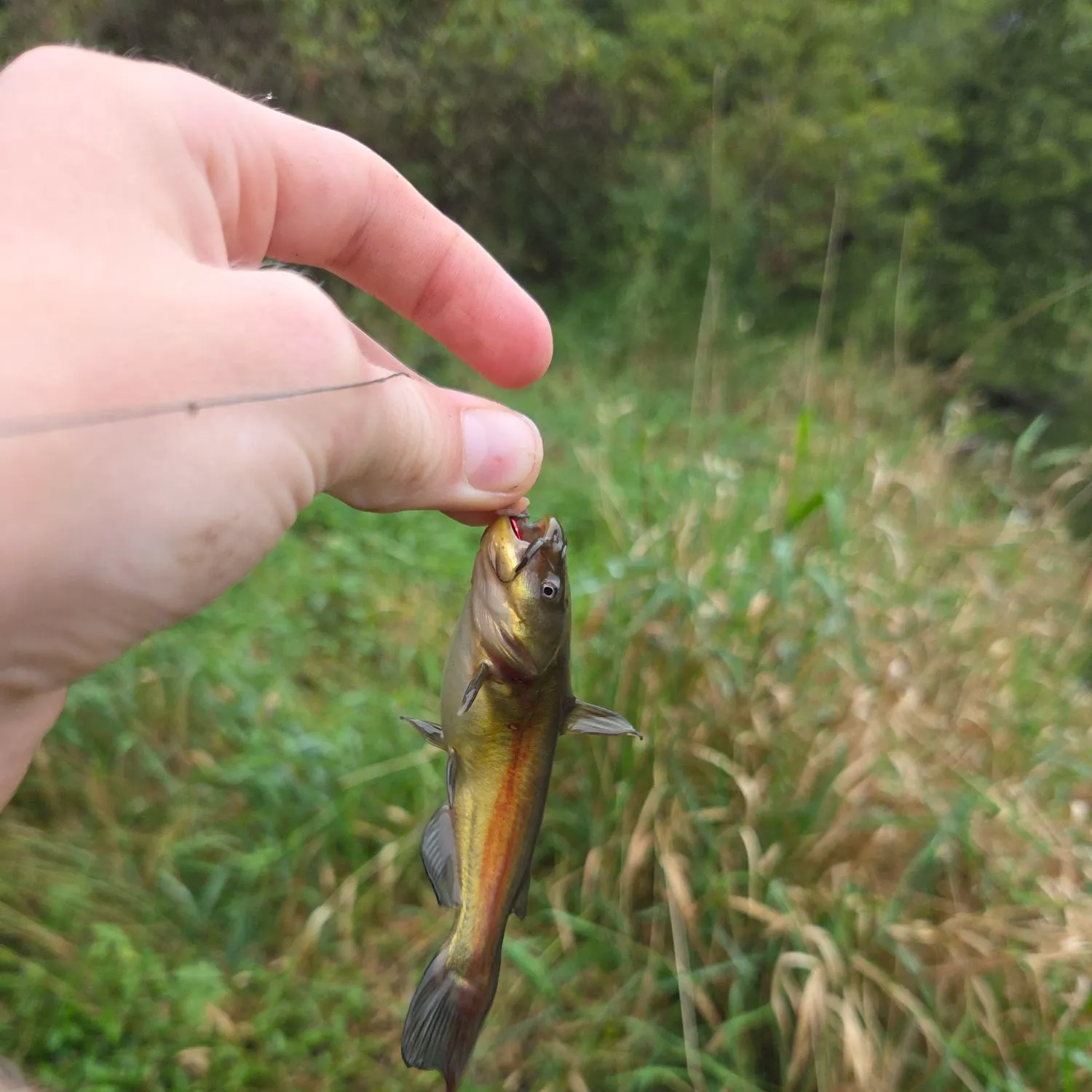 Yellow bullhead caught on Fishbrain