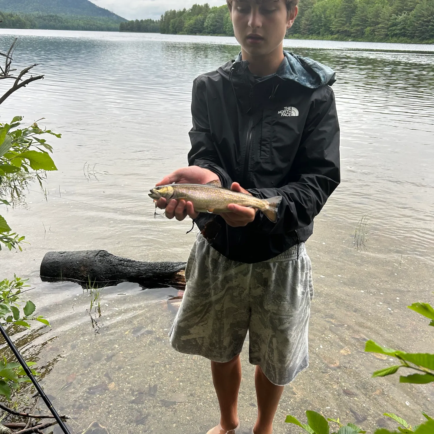 Brook trout caught on Fishbrain
