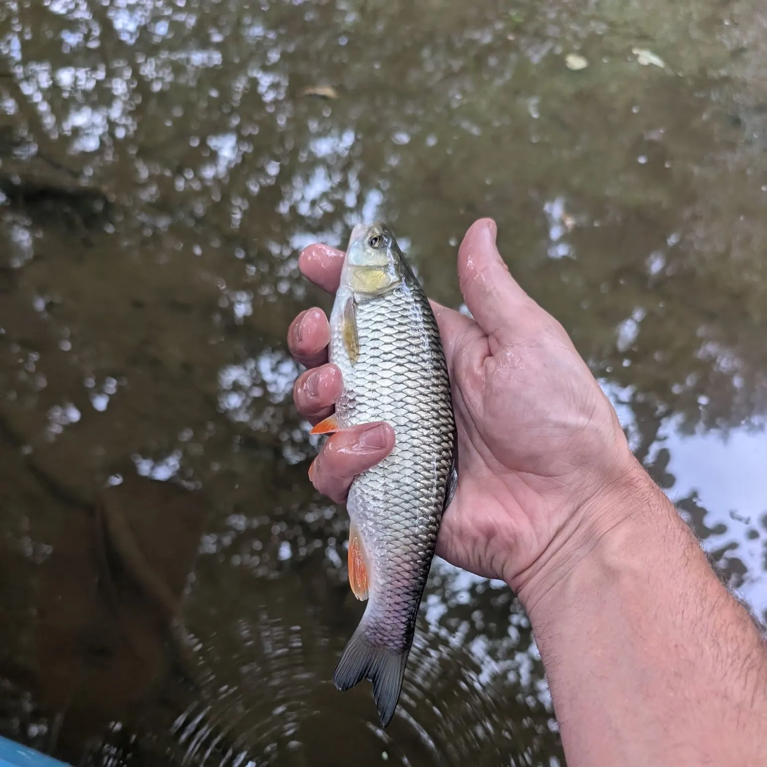 The most recent Redtail chub catches on Fishbrain