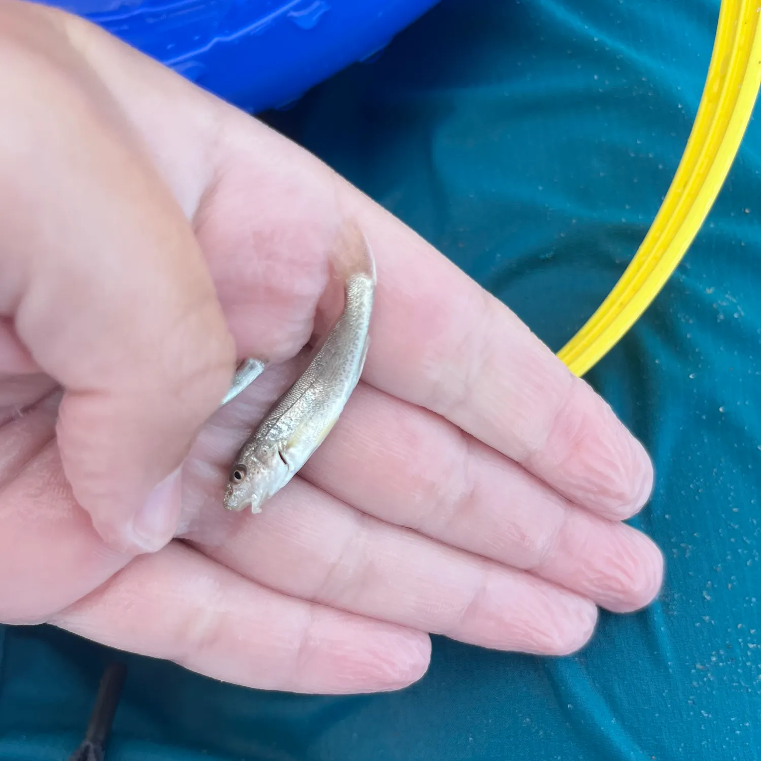Gray weakfish caught on Fishbrain