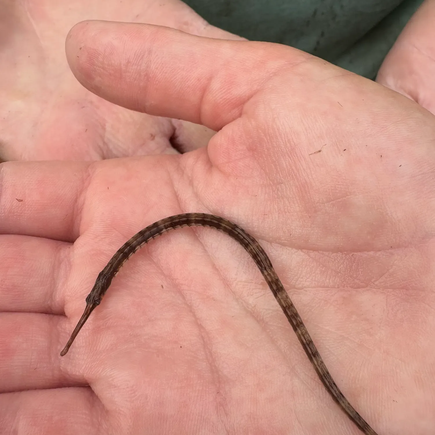 The most recent Northern pipefish catches on Fishbrain