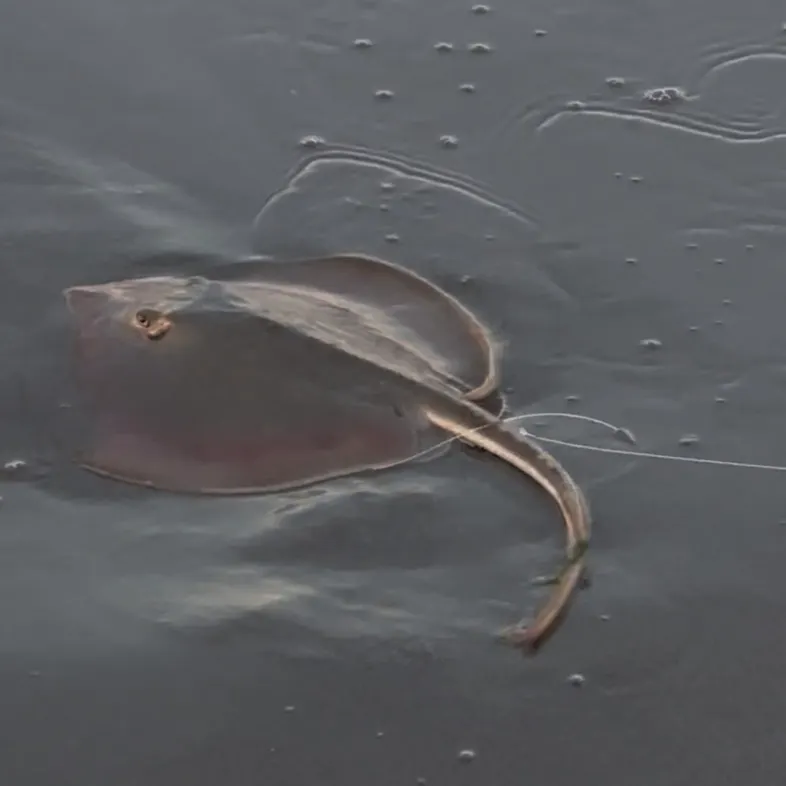 Southern stingray caught on Fishbrain