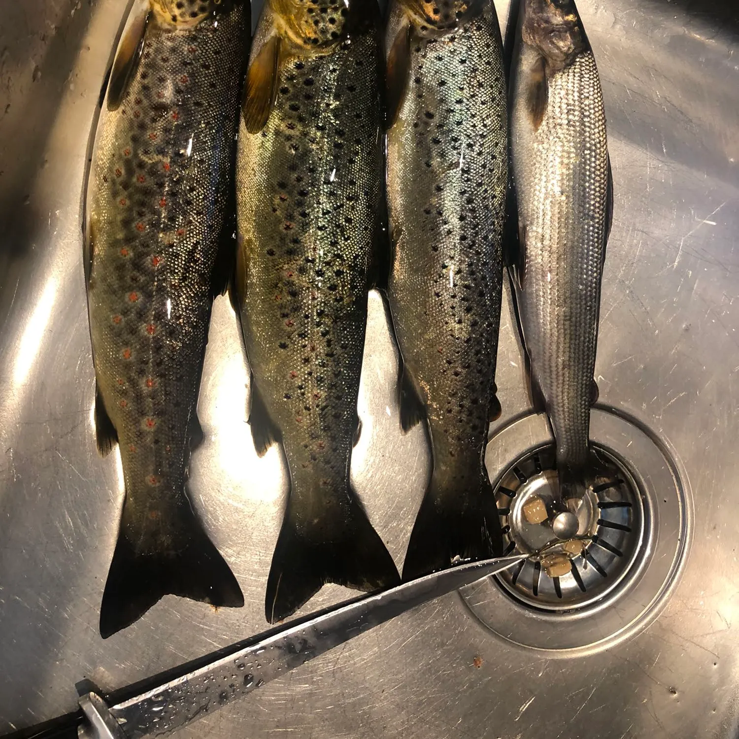 recently logged catches