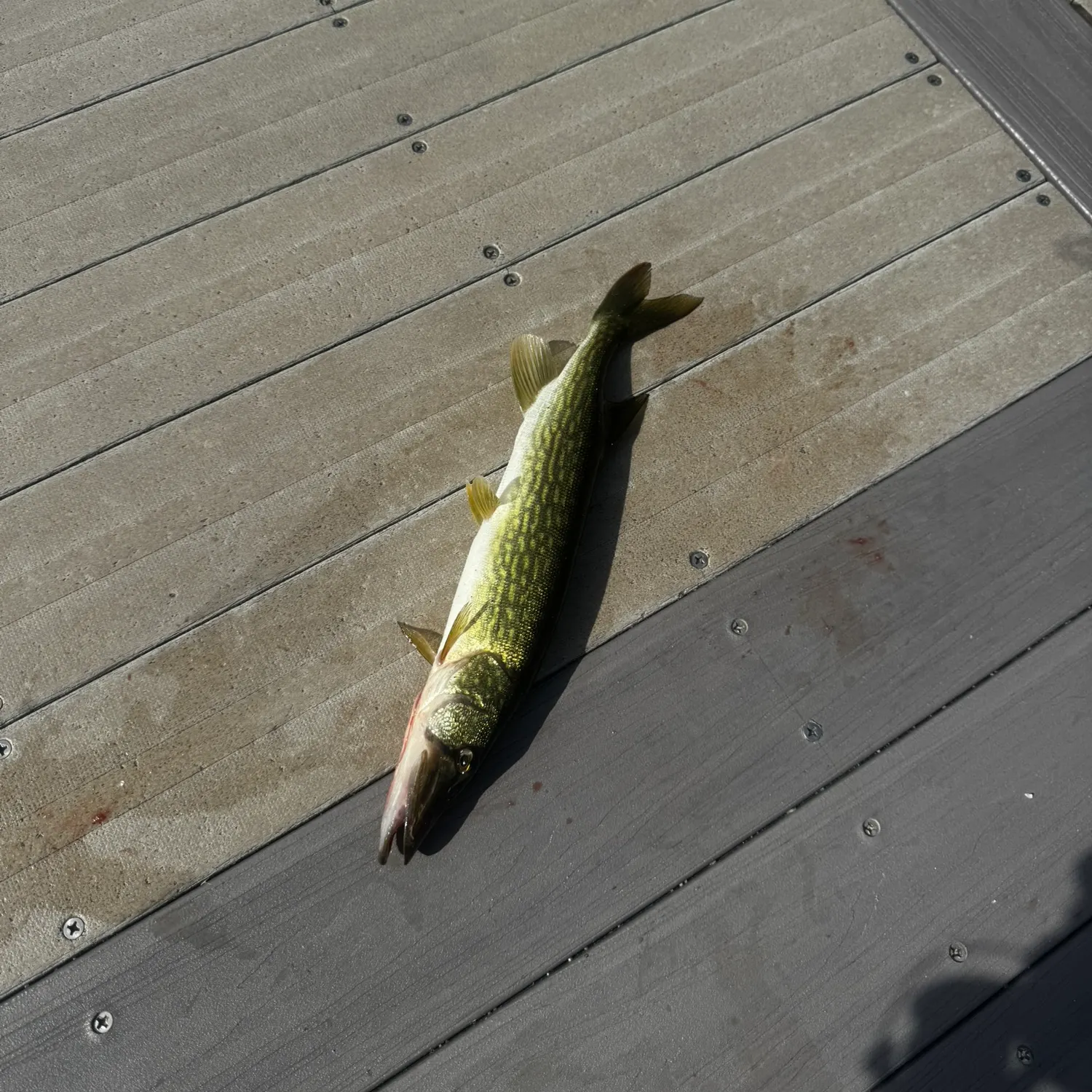 Chain pickerel caught on Fishbrain
