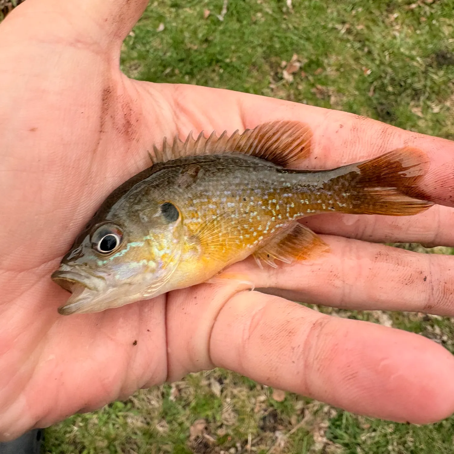 The most recent Warmouth x green sunfish catches on Fishbrain