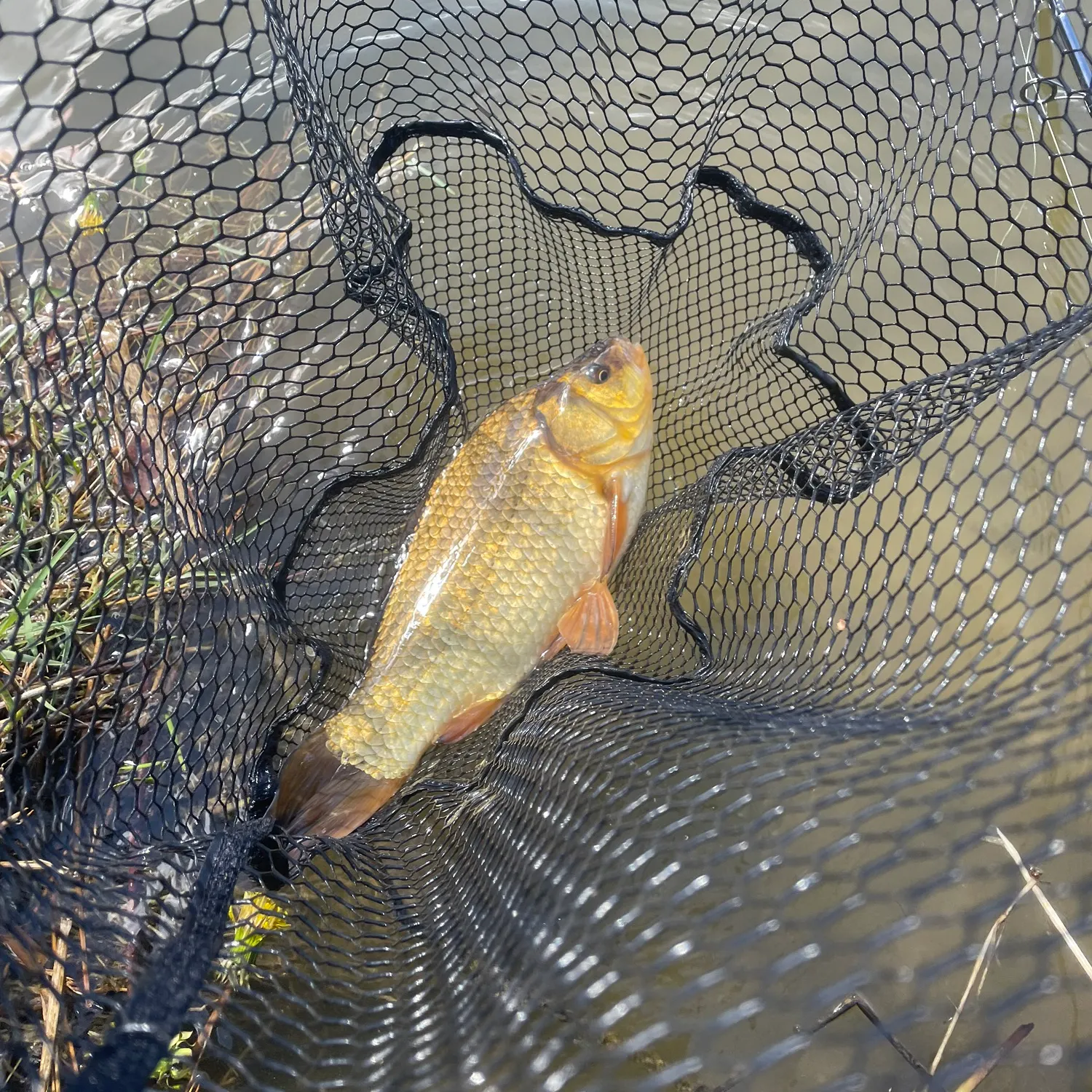 The most recent Crucian carp catches on Fishbrain