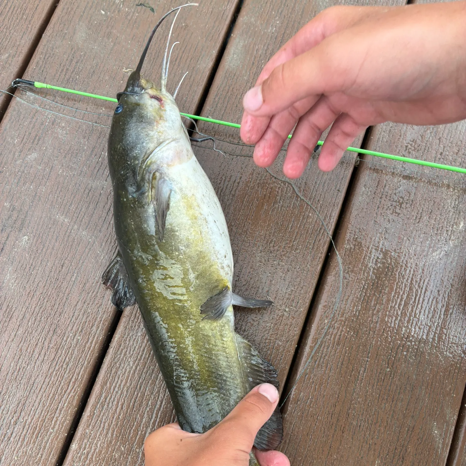 recently logged catches
