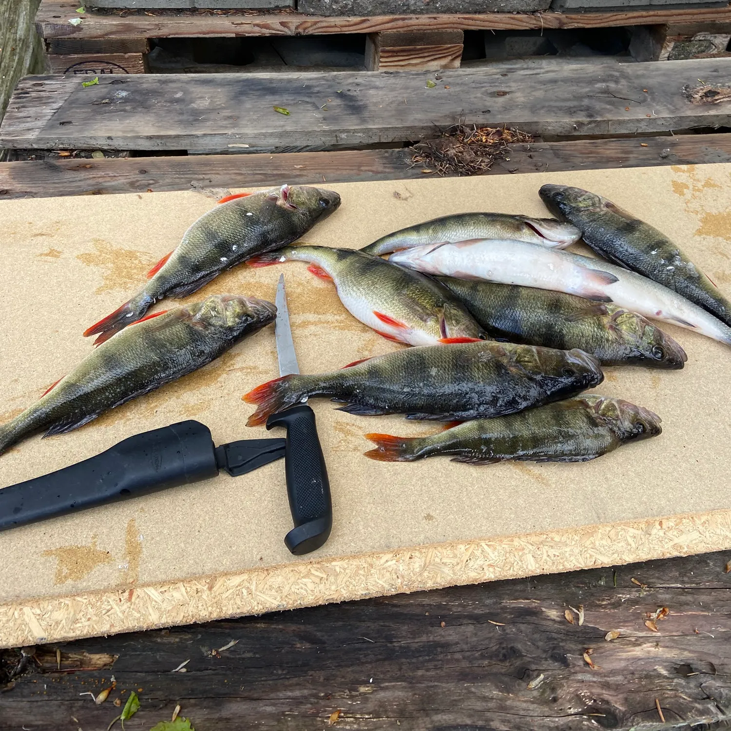 recently logged catches